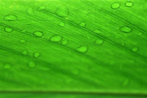 Water Drops Backlit Green Leaf Free Stock Photo Public Domain Pictures