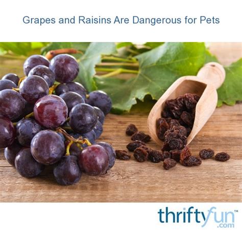 Grapes And Raisins Can Be Dangerous For Your Pets Thriftyfun