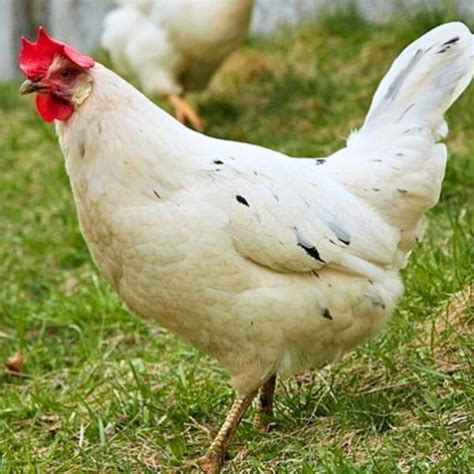 Why California White Chickens Some Reasons This Chicken Breed Stands