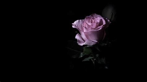 Rose Hd Wallpaper Background Image 1920x1080 Id