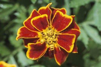 This can be done for aesthetic purposes or for the benefit of the plant. Should You Deadhead Marigolds Immediately After Planting ...