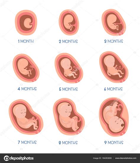 Stadia Van Ontwikkeling Van Het Embryo Vector Platte Infographic