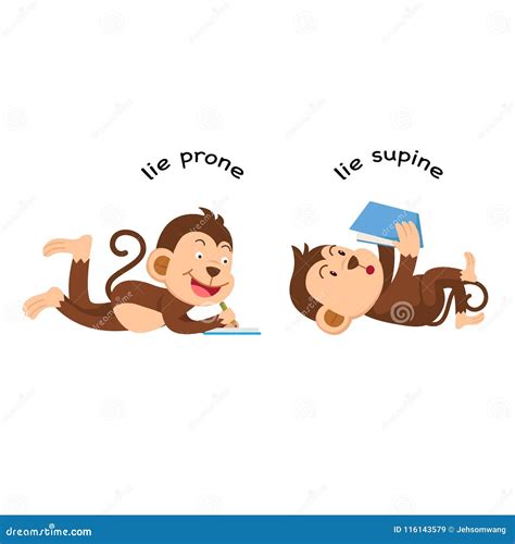Opposite Lie Prone And Lie Supine Stock Vector Illustration Of