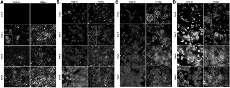 Frontiers Specific Decellularized Extracellular Matrix Promotes The