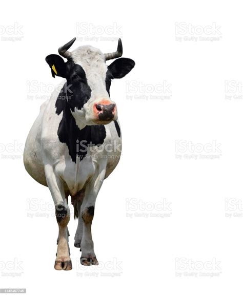 Spotted Black And White Cow Full Length Isolated On White Cow Close Up