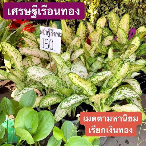 Jul 12, 2021 · ต้นรวยล้นฟ้า ไม้มงคล ชื่อเพราะ วิธีปลูก เป็น ต้นไม้จัดสวน. รวมต้นไม้เรียกทรัพย์ ตลาดนัดจตุจักร ราคาน่ารักเริ่มต้นที่ ...