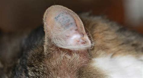 6 Fastest Way To Get Rid Of Ear Mites In Cats Howflux