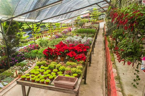 It's exclusively must visit for plant lovers with variety of flowers and cactus you can found in cameron highlands. The Ultimate Guide To Visiting The Cameron Highlands ...