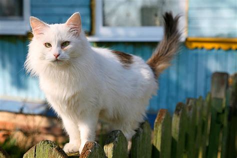 Read this article to learn if do owls attack cats! Zeckenbiss bei Hund und Katze