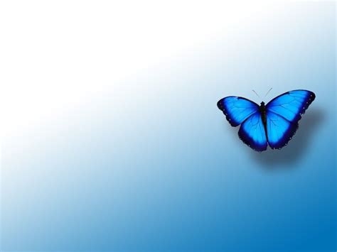 Blue Butterfly Wallpapers Top Những Hình Ảnh Đẹp