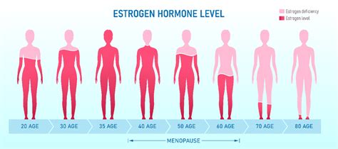 Female Hormones From Menarche To Menopause Does Anyone Understand Them