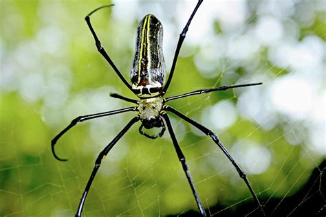 Nephila Pilipes Spider Giant Wood Spider Photograph By Zeeshan Mirza