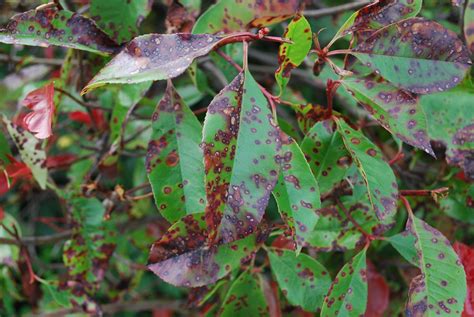 Prevailing Landscape Disease Entomosporium Leaf Spot On Woody
