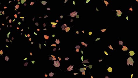 Carved haloween pumpkins in fall leaves with transparent background. Autumn Leaves - Spurt - 4 - Alpha - Animated Transition Of ...