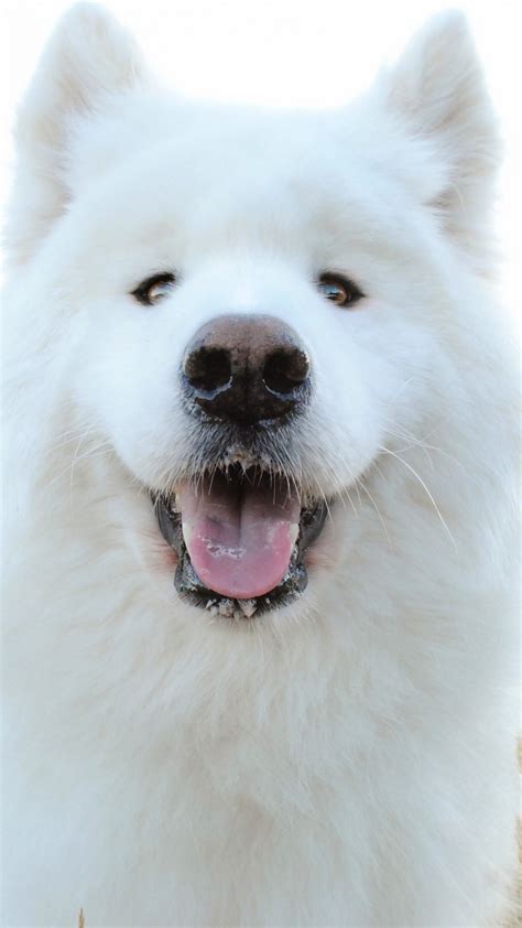 Samoyed Wallpaper 69 Images