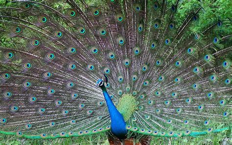 Page 4 Peacock 1080p 2k 4k 5k Hd Wallpapers Free Download