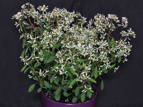 Euforbia diamante, hierba de san juan, chupona diamond frost. Euphorbia hypericifolia