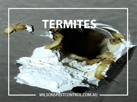 Are you interested in working with a professional pest control service? Pest Control Sydney | Castle Hill | Blacktown
