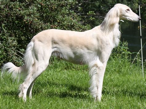 Saluki Dogs Persian Greyhounds I Want One Someday Theyre Such