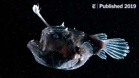 Lesson Of The Day ‘the Creepy Anglerfish Comes To Light Just Dont