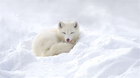 Arctic Fox Babies