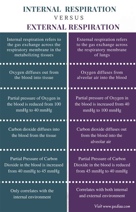 Difference Between Internal And External Respiration Definition Process Function Medical