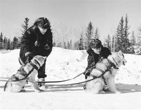 Filercmp Sled Dogs 1957 Wikimedia Commons