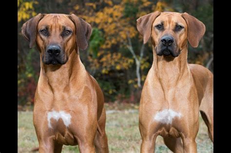 Willowridge Rhodesian Ridgebacks Puppies For Sale