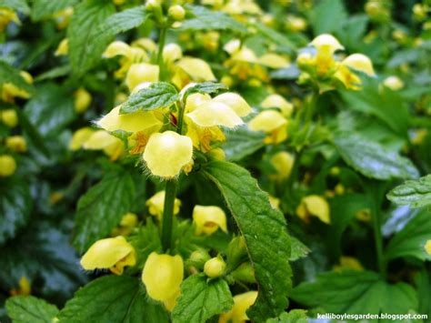 · small yellow flower heads in an open arrangement; Kelli's Northern Ireland Garden: Bita landscaping and ...