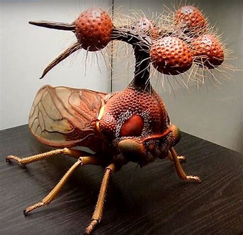 Weird Insects Of The World