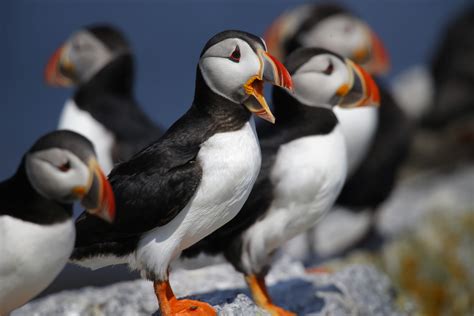 Puffin Stuff Herring Rules Could Benefit Maines Most Beloved Birds
