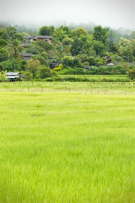 Rural Villages Of Thailand In The Asian Zone And Rice Fields Among The