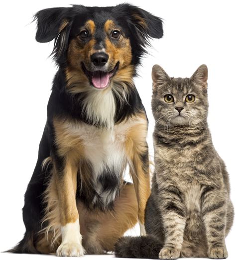 Top Rated Local Veterinarians – Metropolitan Veterinary Center