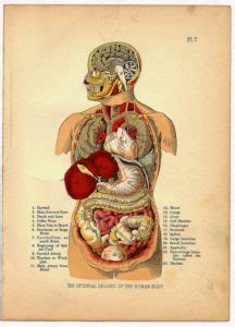 Dalam artikel berikut, kita akan lihat organ penting dari tubuh manusia dan fungsinya. Inilah Organ Tubuh Manusia dan Fungsinya Lengkap