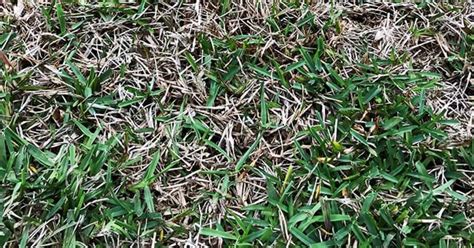 How To Restore Your Lawn After Winter Sir Walter Buffalo Lawn
