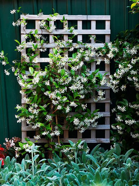 Plants must reach heights of 15 to 20 feet. 15 Creative And Easy DIY Trellis Ideas For Your Garden ...
