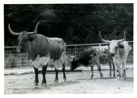Texas Longhorn Livestock Claysville Pa West Virginia History Onview Wvu Libraries