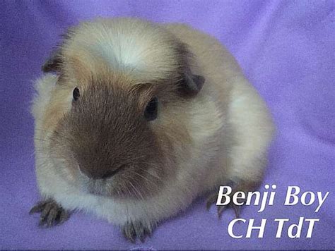Un cobaye est rouan quand sa robe présente des poils blancs étroitement mêlés à une autre couleur principale (sauf au niveau de la tête de couleur unie). California Meerschweinchen , CH + US Teddys, Glatthaar, i ...