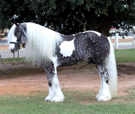 The 8 Most Beautiful And Rare Horses In The World