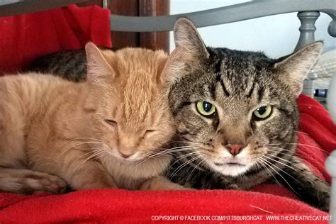 These are pets that, even though they may be otherwise well socialized, have come to depend on each other as a survival technique. Cats for Adoption: Honor and Justice, Bonded and a Little ...