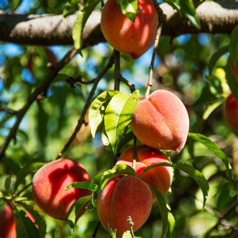 Peach Bonita - Buy Plants Online | Pakistan Online Nursery