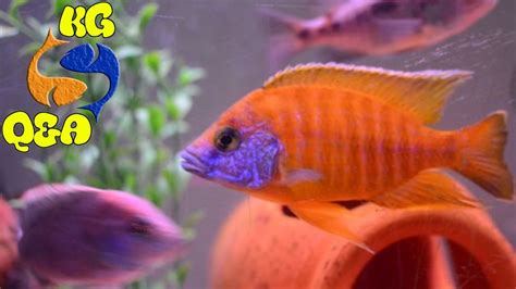 How To Determine Sex In Cichlids What To Do When Cichlids Wont Grow How To Fix Yellow Water