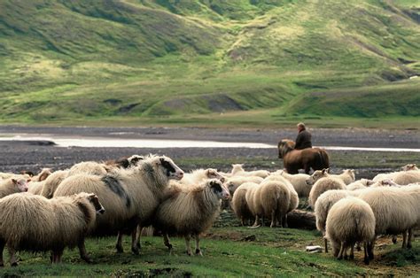 Native Icelandic Adventure Sheep Round Up In East Iceland
