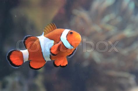 Fisk Dyr Koralrev Stock Foto Colourbox
