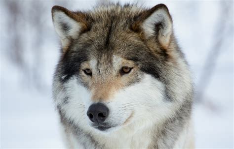 Wolf Picture Image Abyss