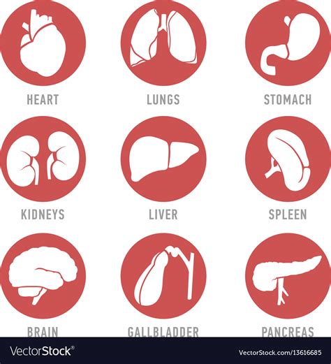Set With Icons Human Organs Royalty Free Vector Image