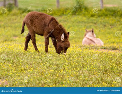 Baby Donkey In Meadow Eating Flowers Stock Photography Image 19969192
