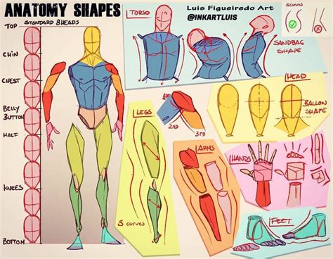 How To Draw Anatomy Basic Shapes And Practice Example Of The Lessons I