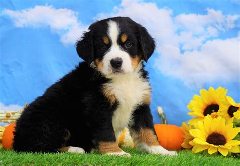 Akc Registered Bernese Mountain Dog For Sale Sugarcreek Oh Male Sawy