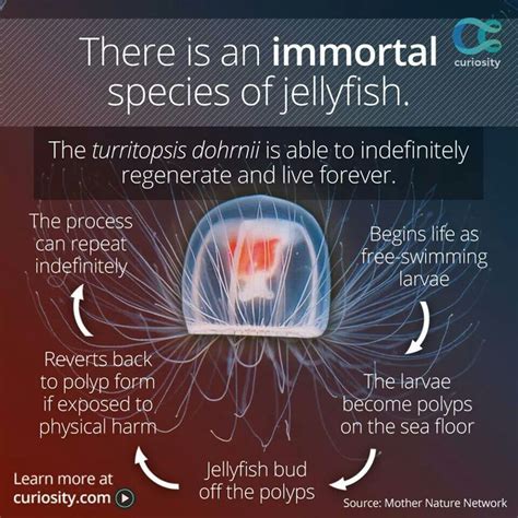 Jellyfish Fact Jellyfish Fun Facts About Animals Science And Nature